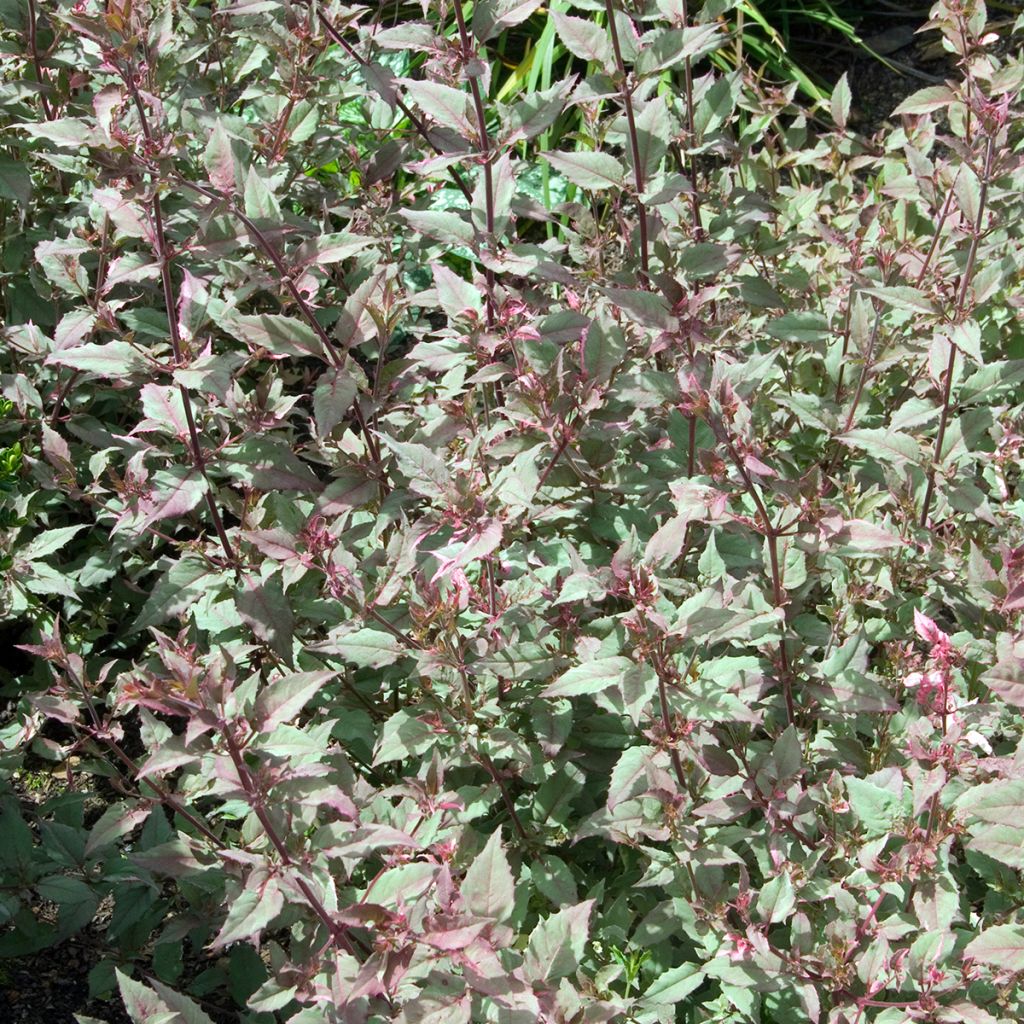 Fucsia magellanica Versicolor