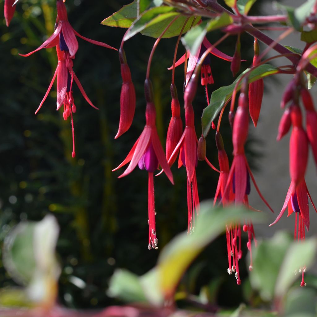 Fucsia magellanica var. gracilis