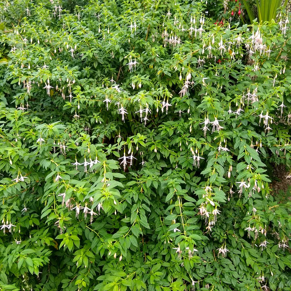 Fucsia magellanica var. molinae