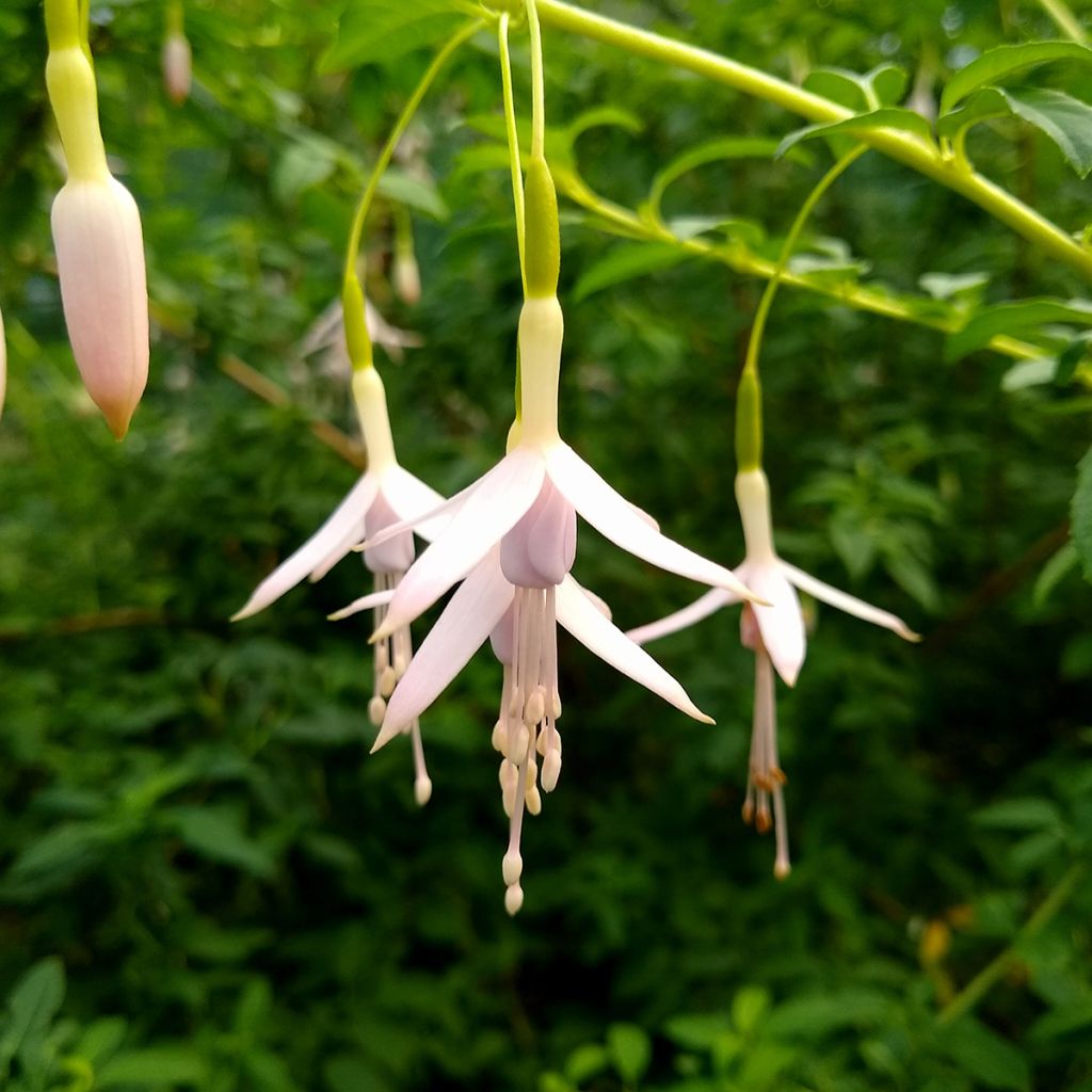 Fucsia magellanica var. molinae