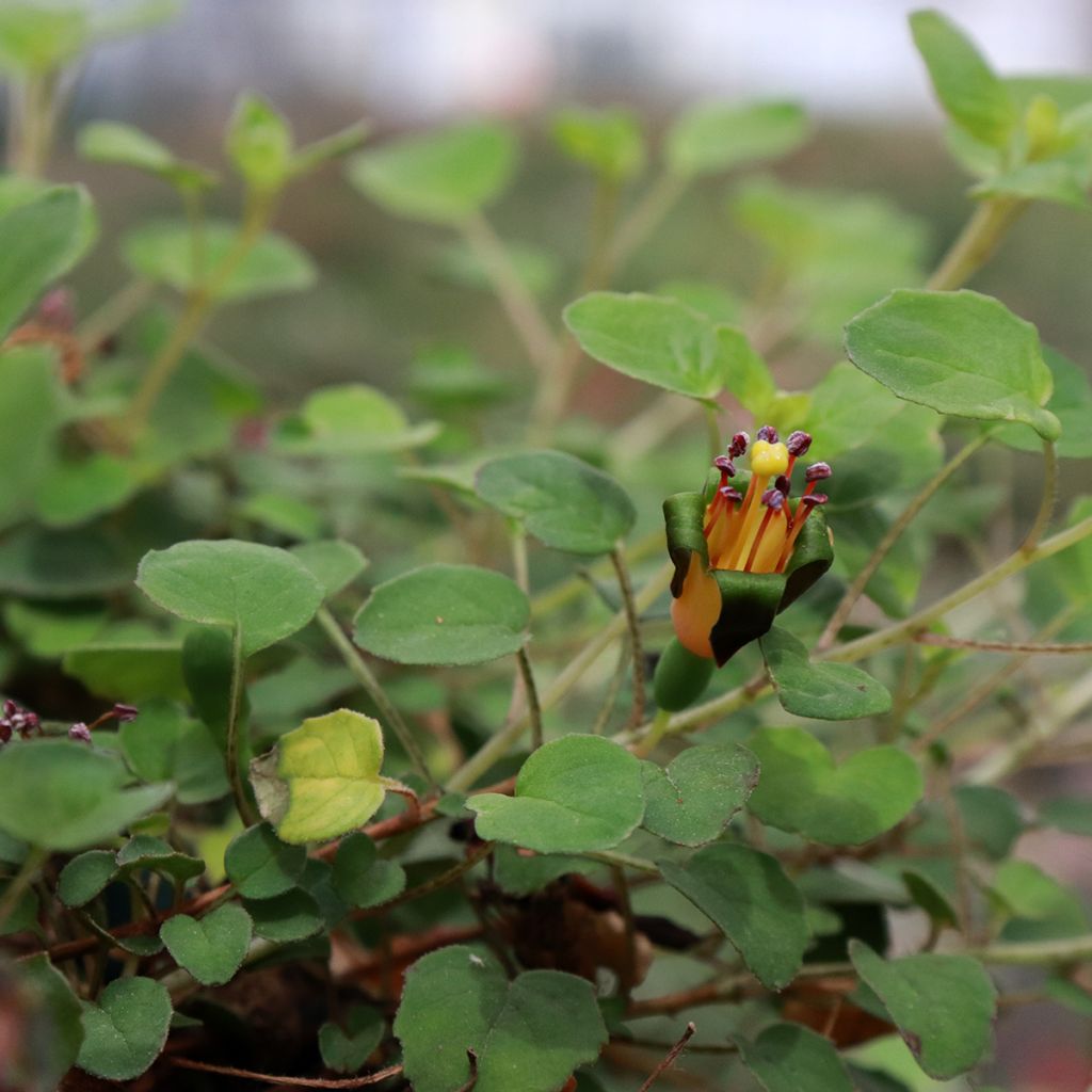 Fucsia procumbens