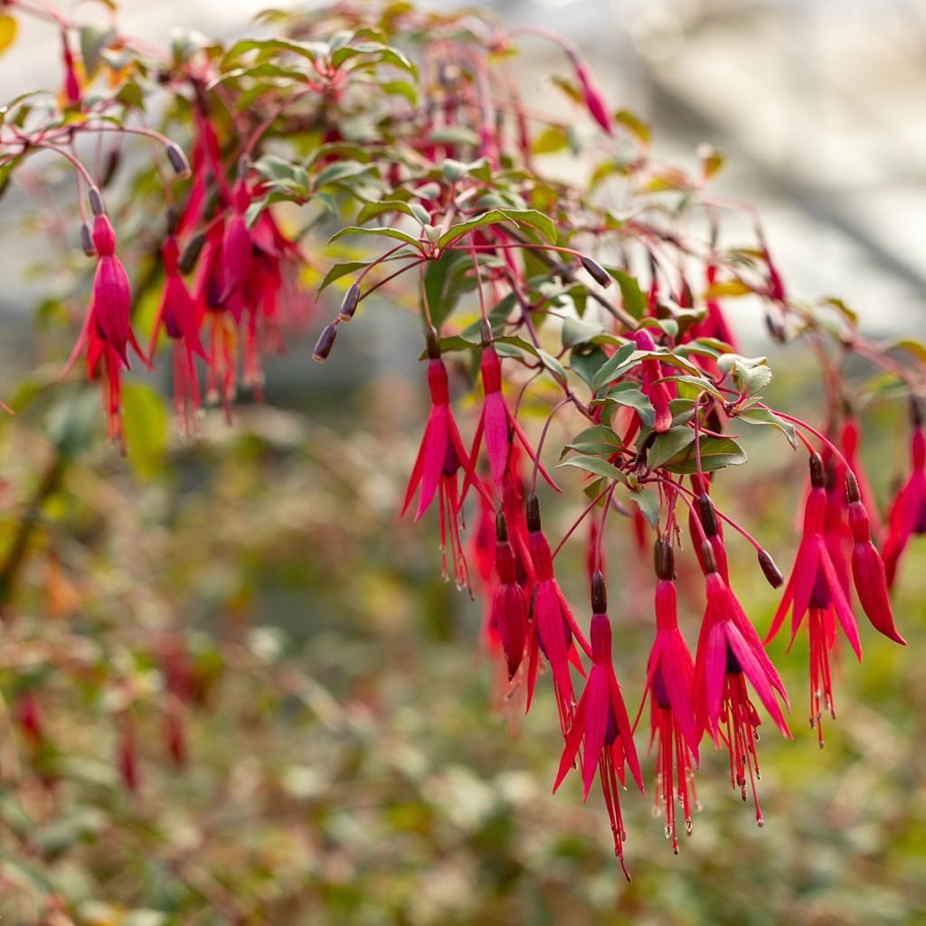 Fuchsia x regia Regal - Fucsia