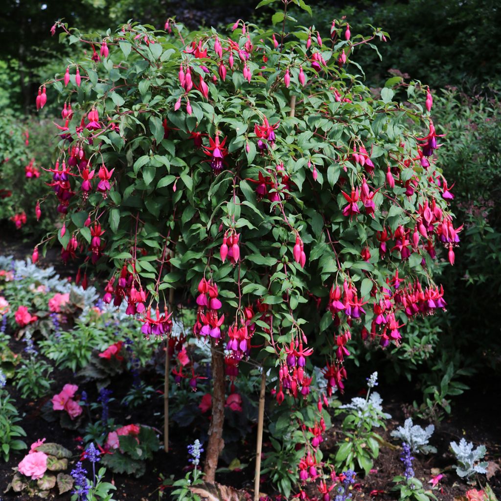Fuchsia x regia Regal - Fucsia