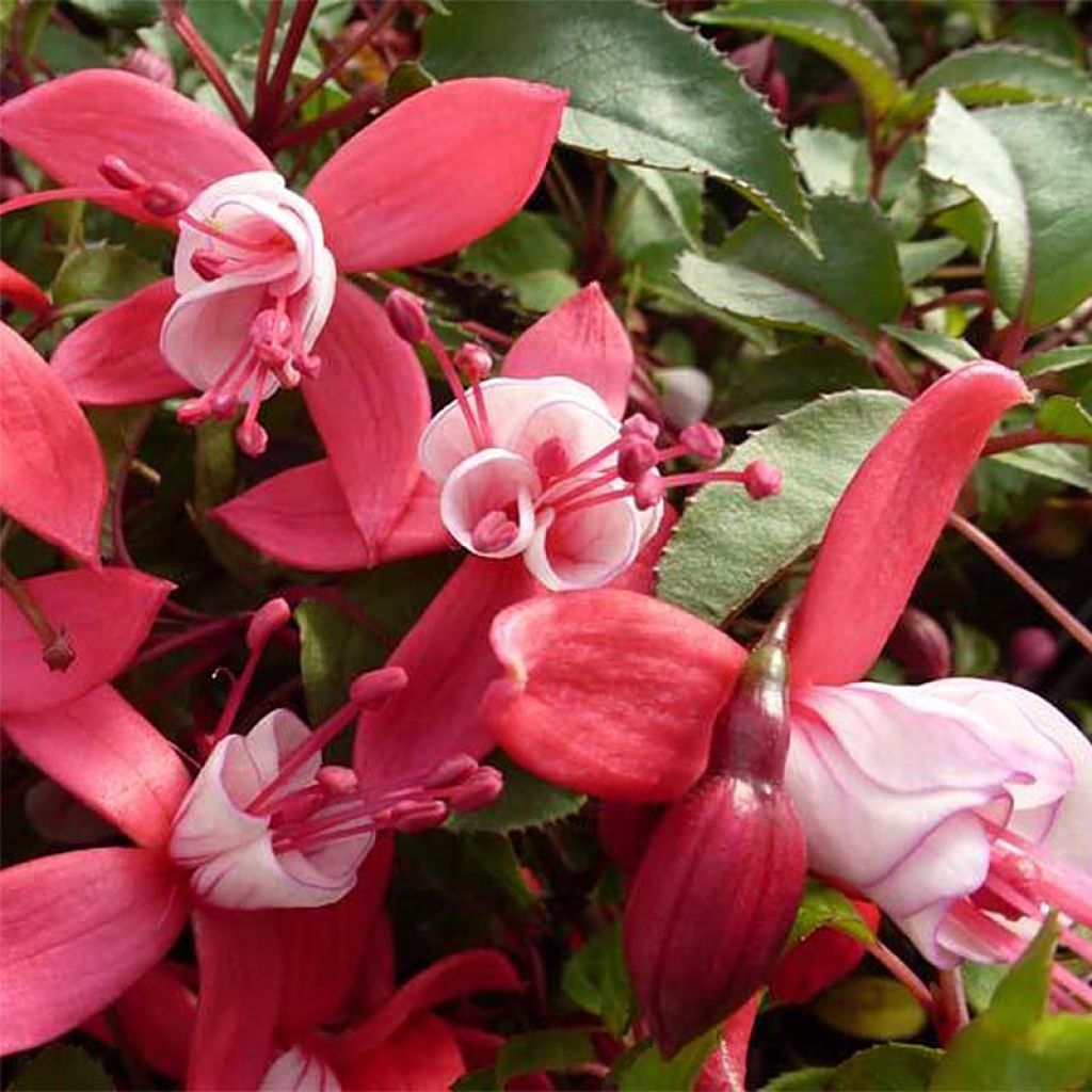 Fucsia Mme Cornelissen