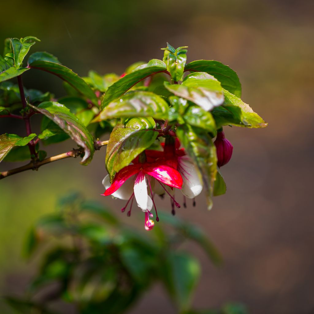 Fucsia Mme Cornelissen
