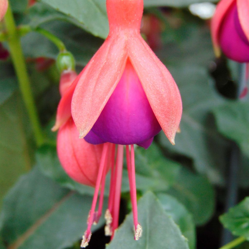 Fucsia Mrs Popple