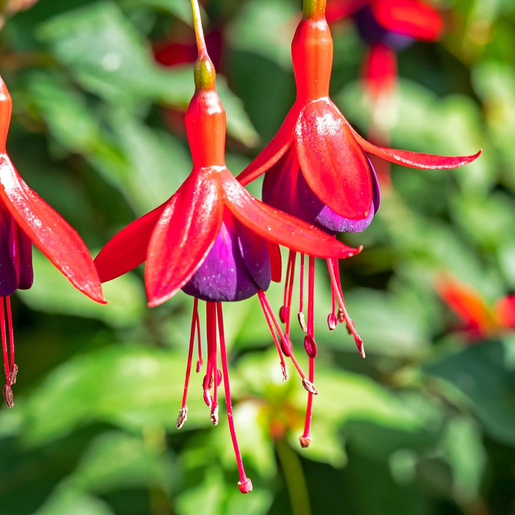 Fucsia Mrs Popple