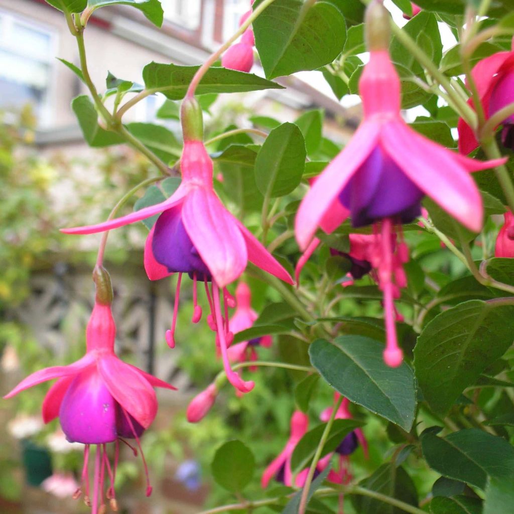 Fucsia Tom Thumb