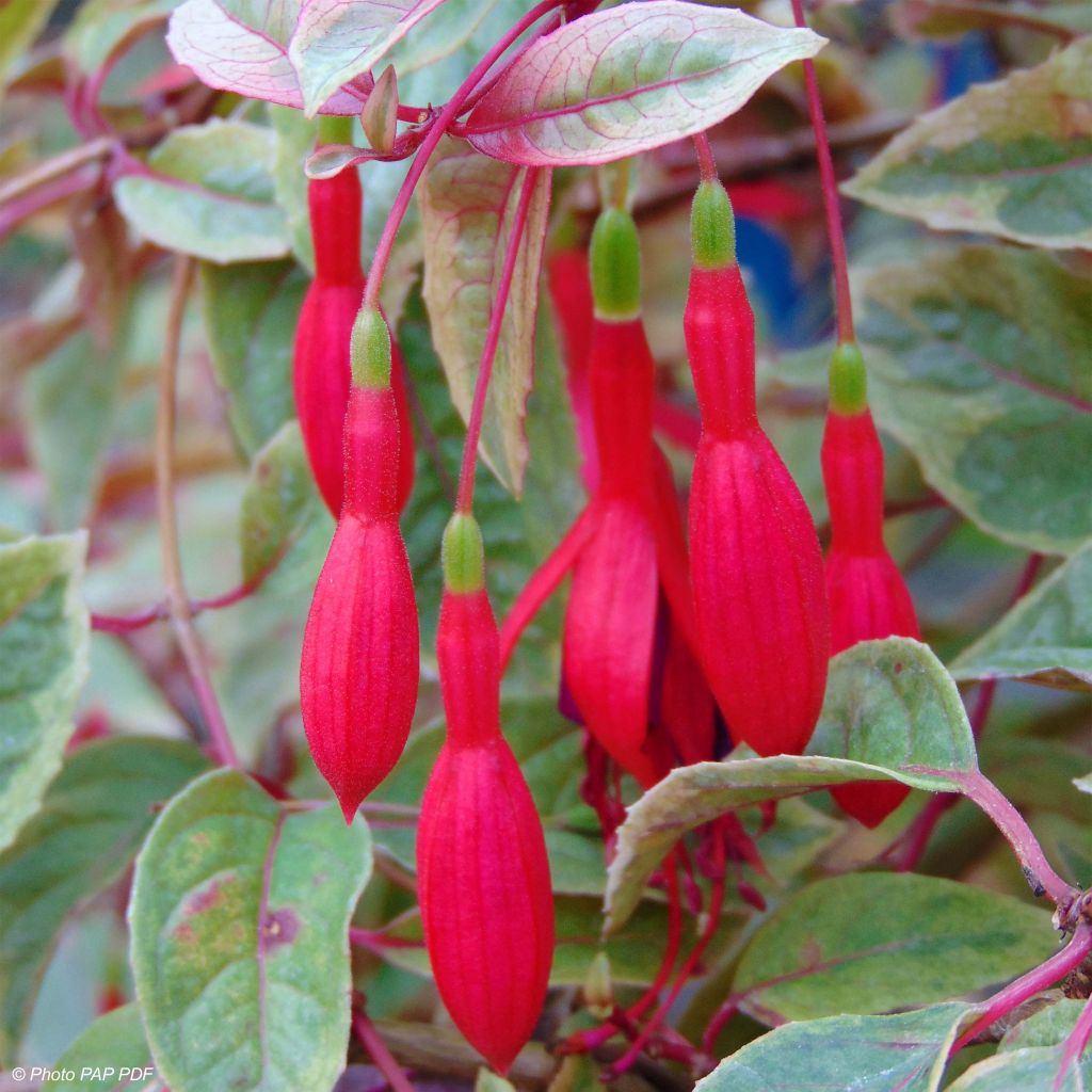Fucsia Tom West