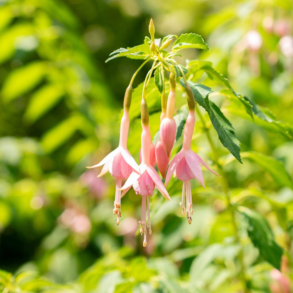 Fucsia Whiteknights Pearl