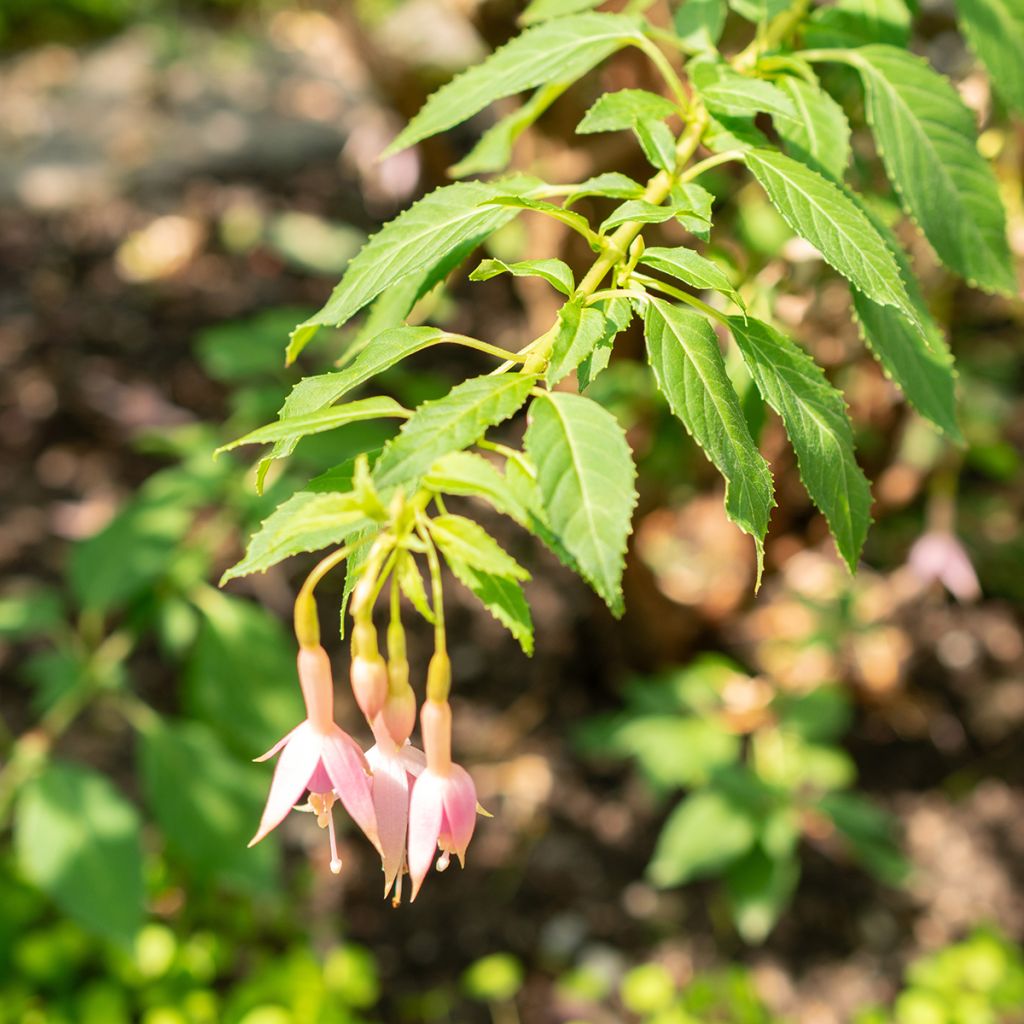 Fucsia Whiteknights Pearl