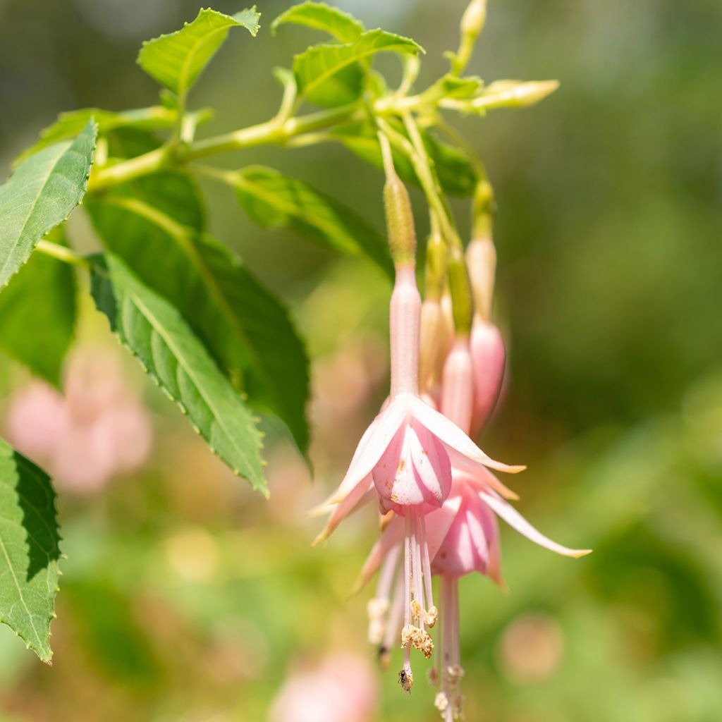 Fucsia Whiteknights Pearl