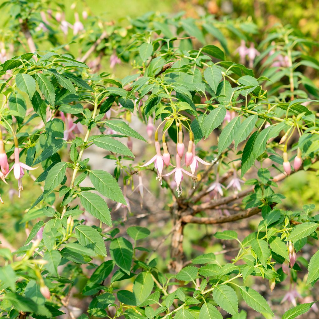 Fucsia Whiteknights Pearl