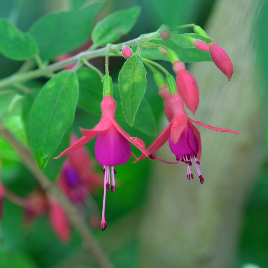 Fucsia alpestris Grimpant