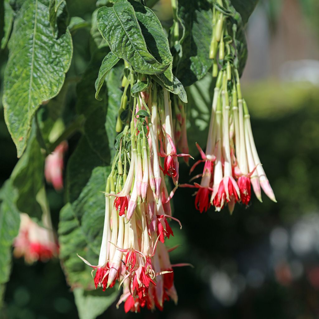 Fucsia boliviana Alba