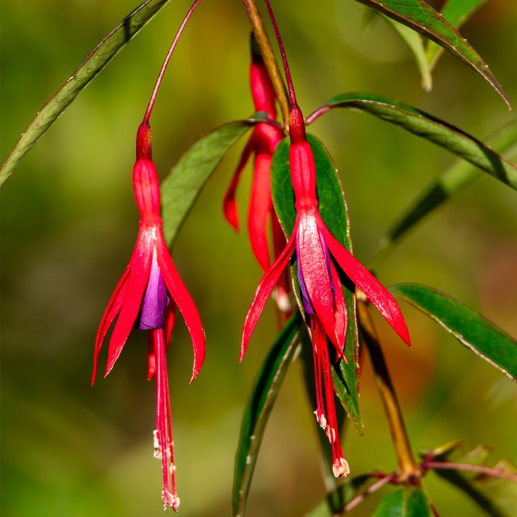 Fucsia hatschbachii