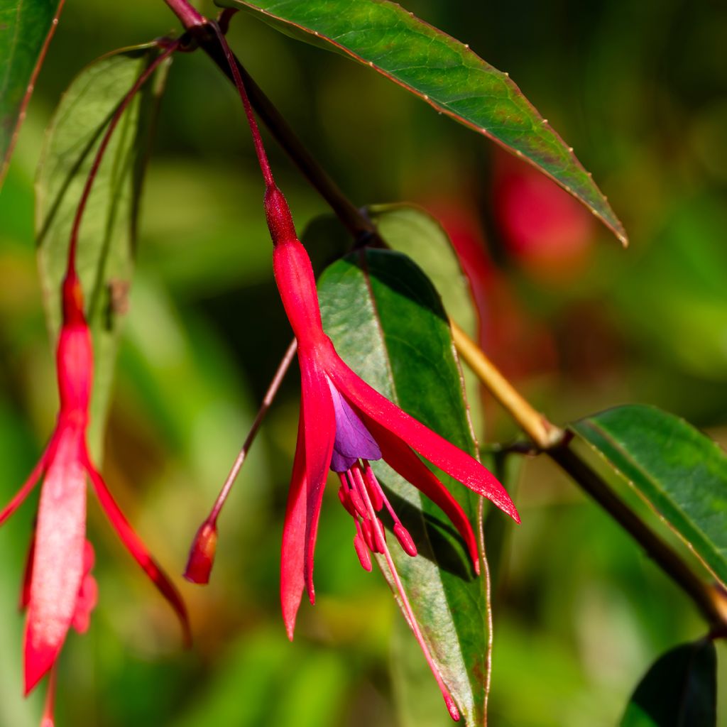 Fucsia hatschbachii