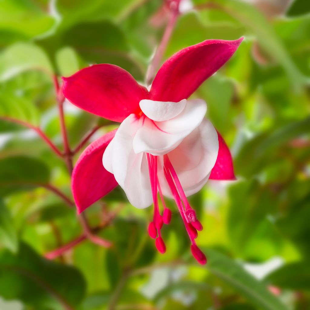 Fucsia Snow Cap