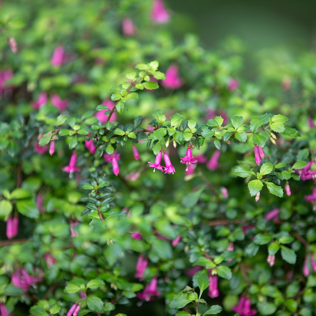 Fucsia microphylla subsp. microphylla