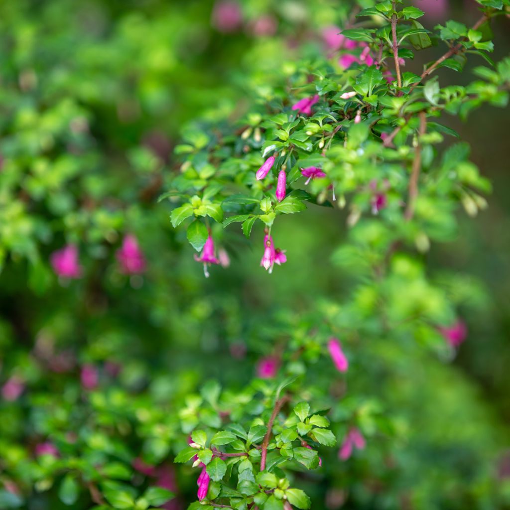 Fucsia microphylla subsp. microphylla