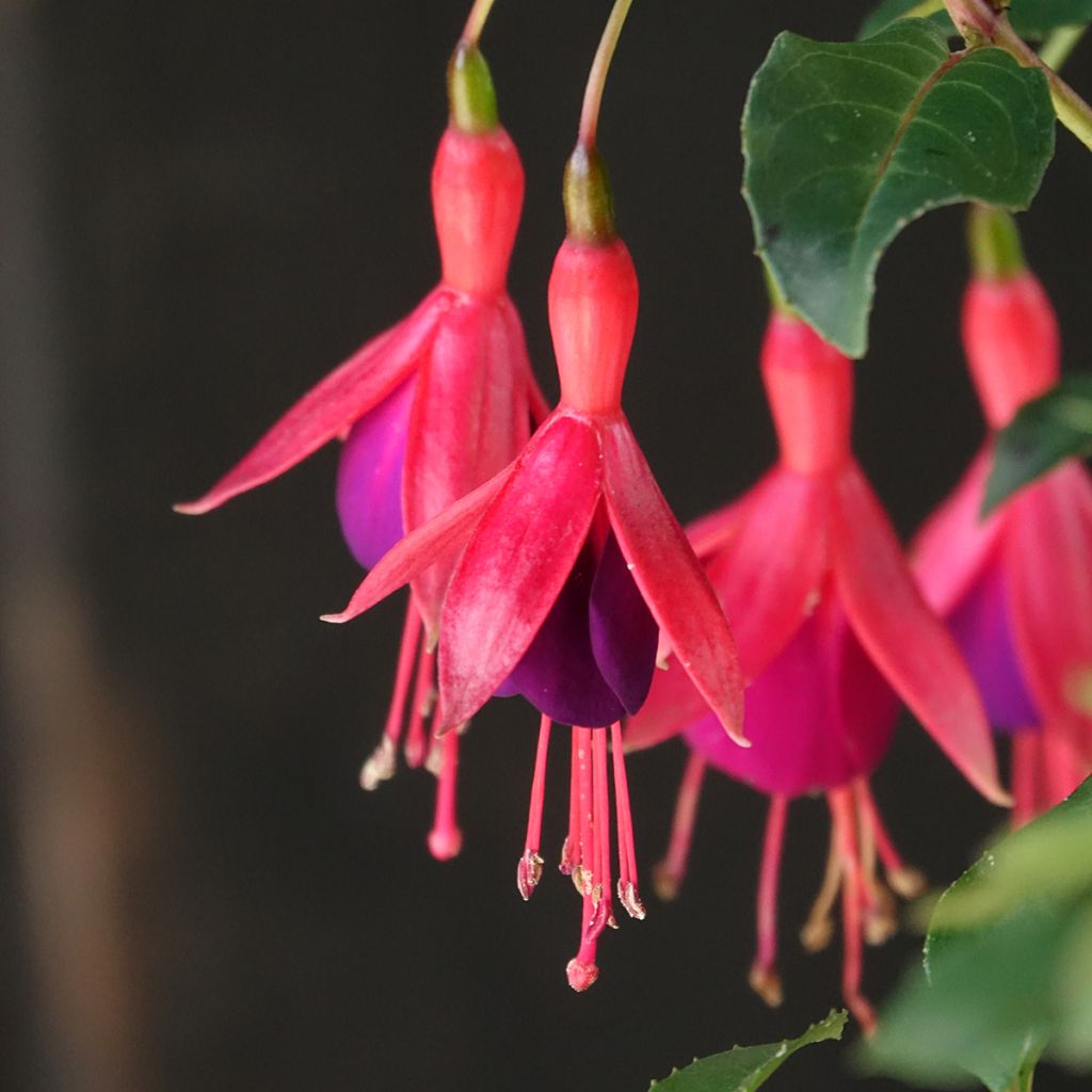 Fucsia Mrs Popple
