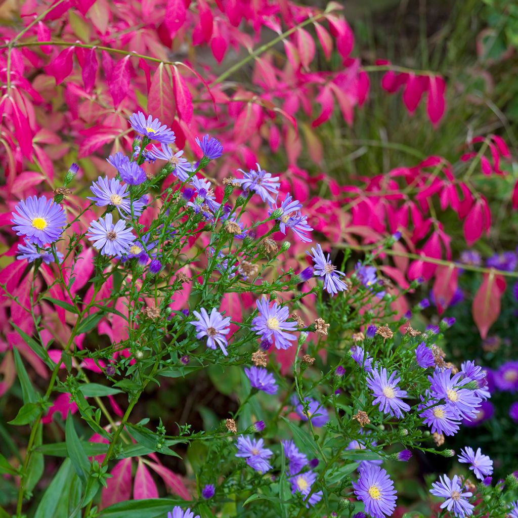 Euonymus alatus - Evónimo alado