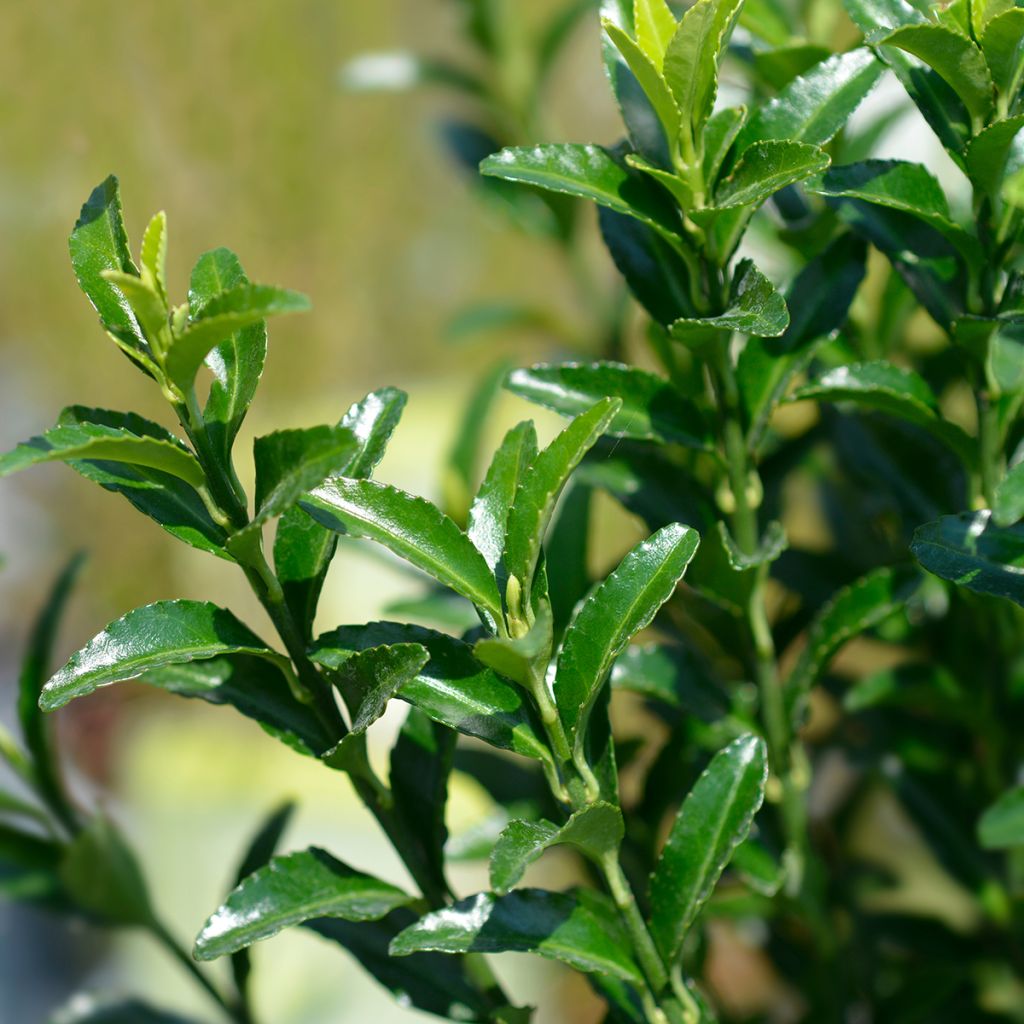 Evónimo Green Spire - Euonymus japonicus