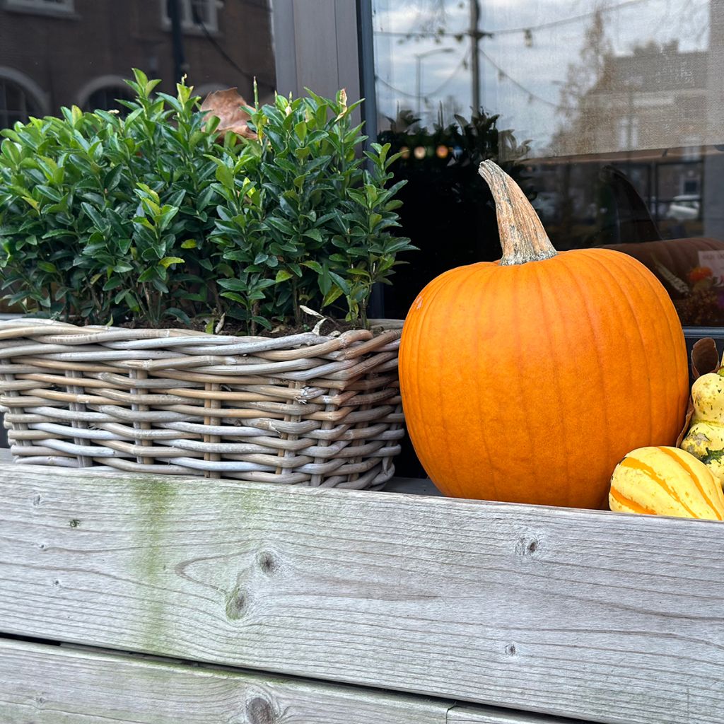 Evónimo Green Spire - Euonymus japonicus