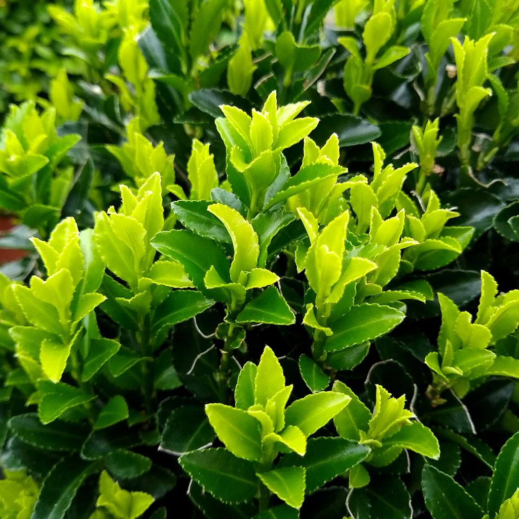 Evónimo Green Spire - Euonymus japonicus