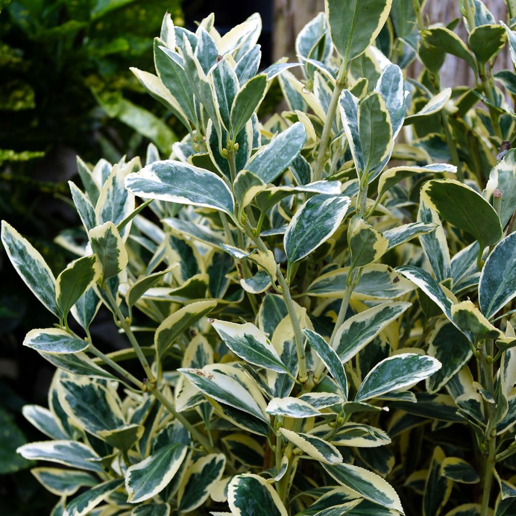 Evónimo Silver King - Euonymus japonicus