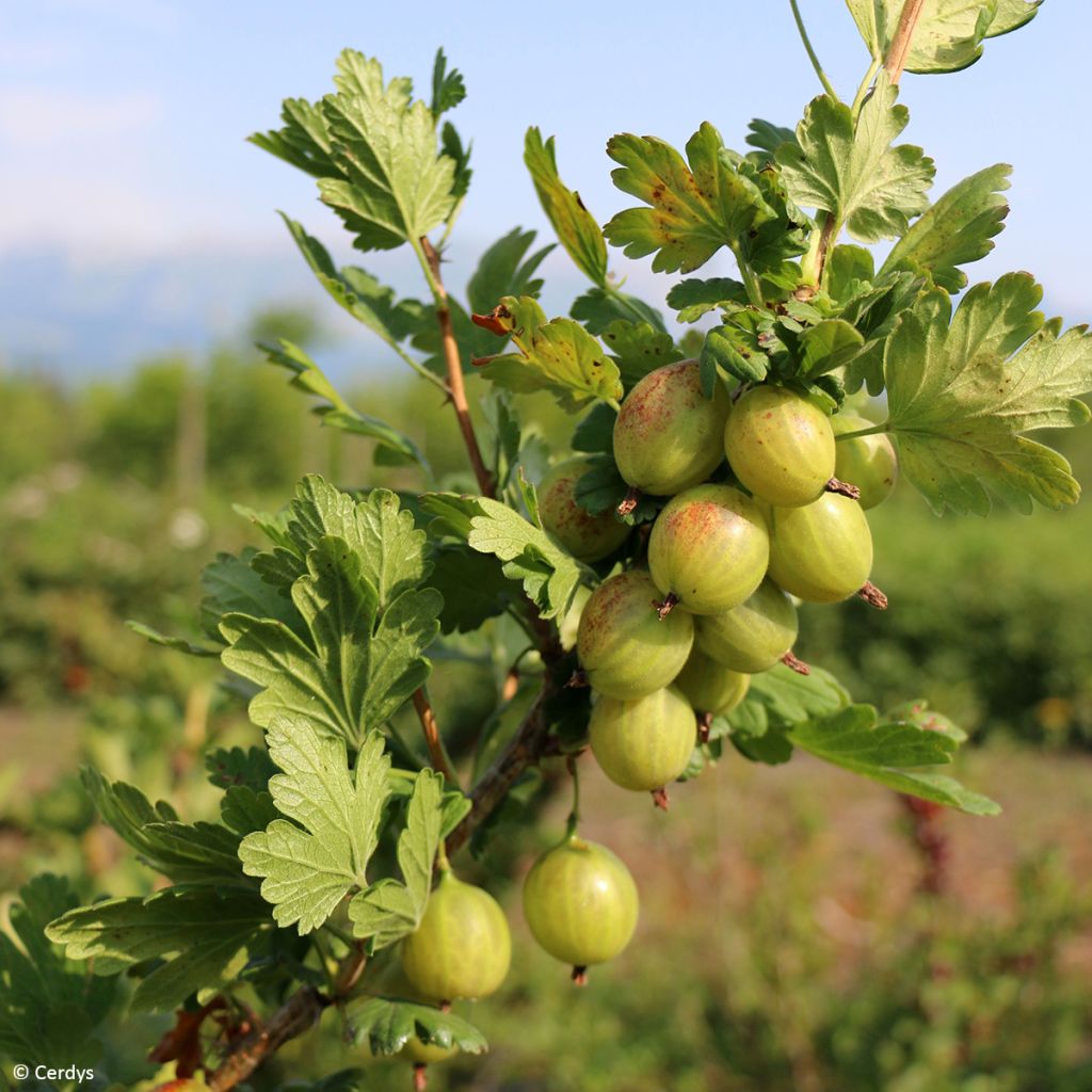 Grosella espinosa - Ribes uva-crispa