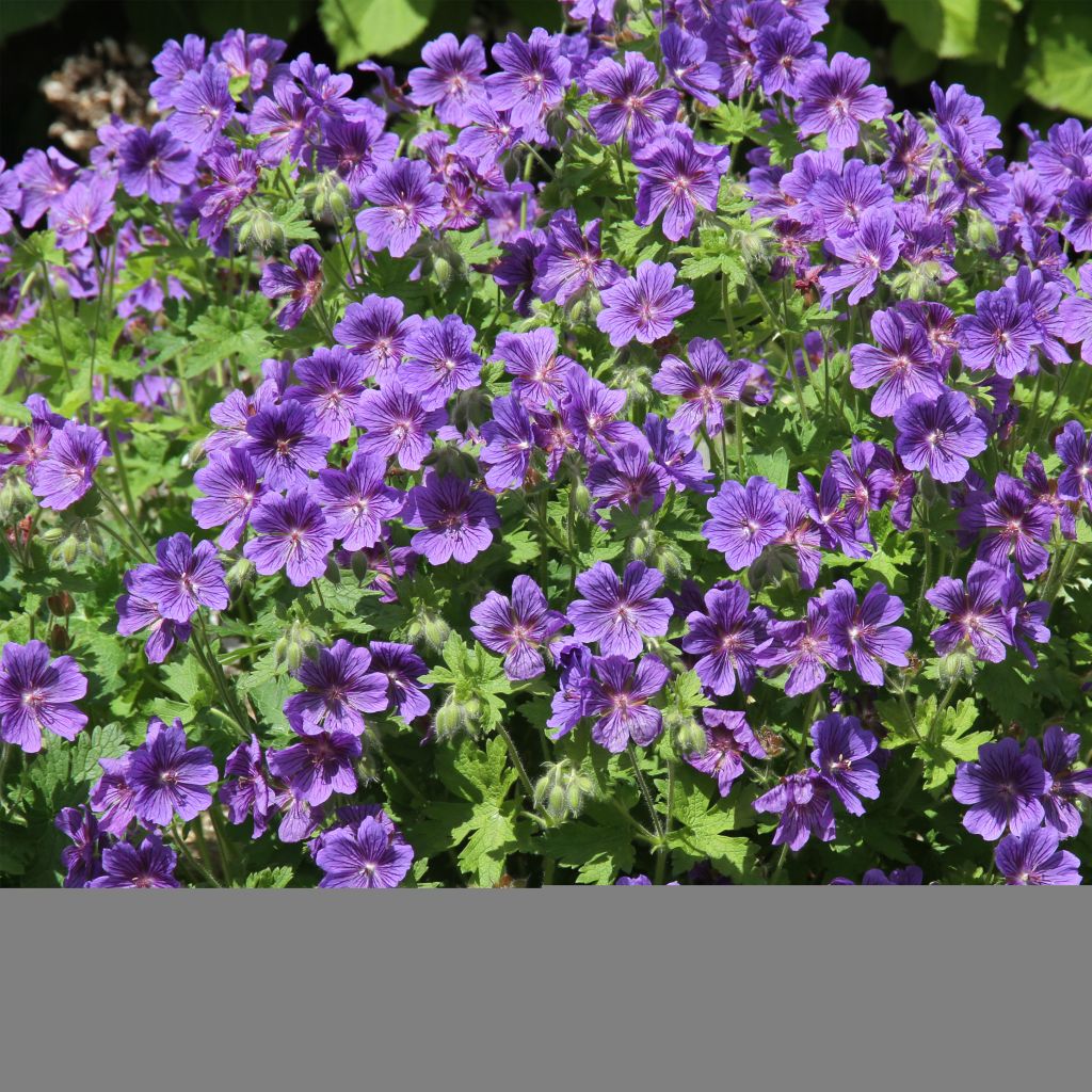 Géranium vivace ibericum Vital - Geranium vivace d'Ibérie