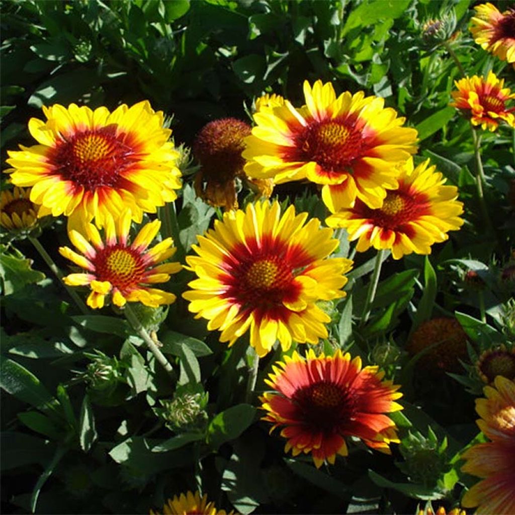 Gaillardia aristata Mesa Bright Color
