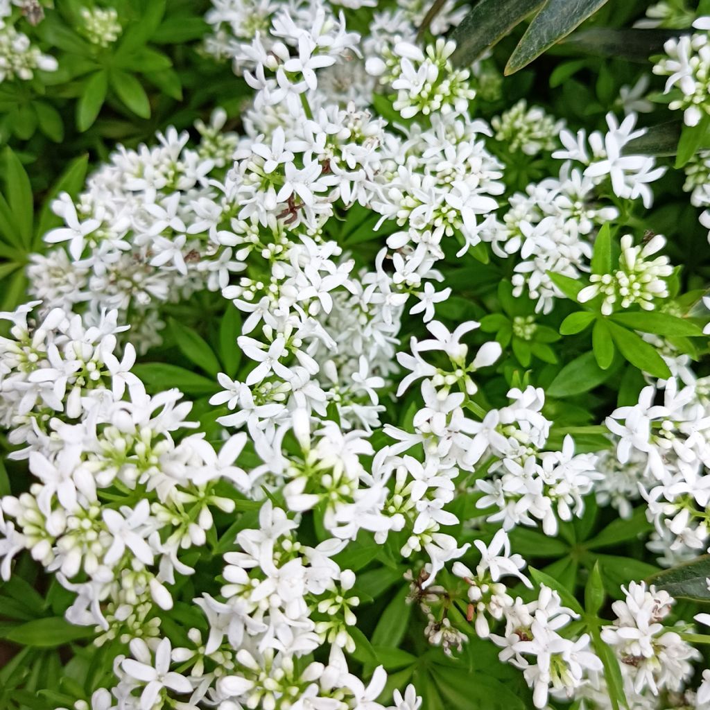 Aspérula olorosa - Galium odoratum