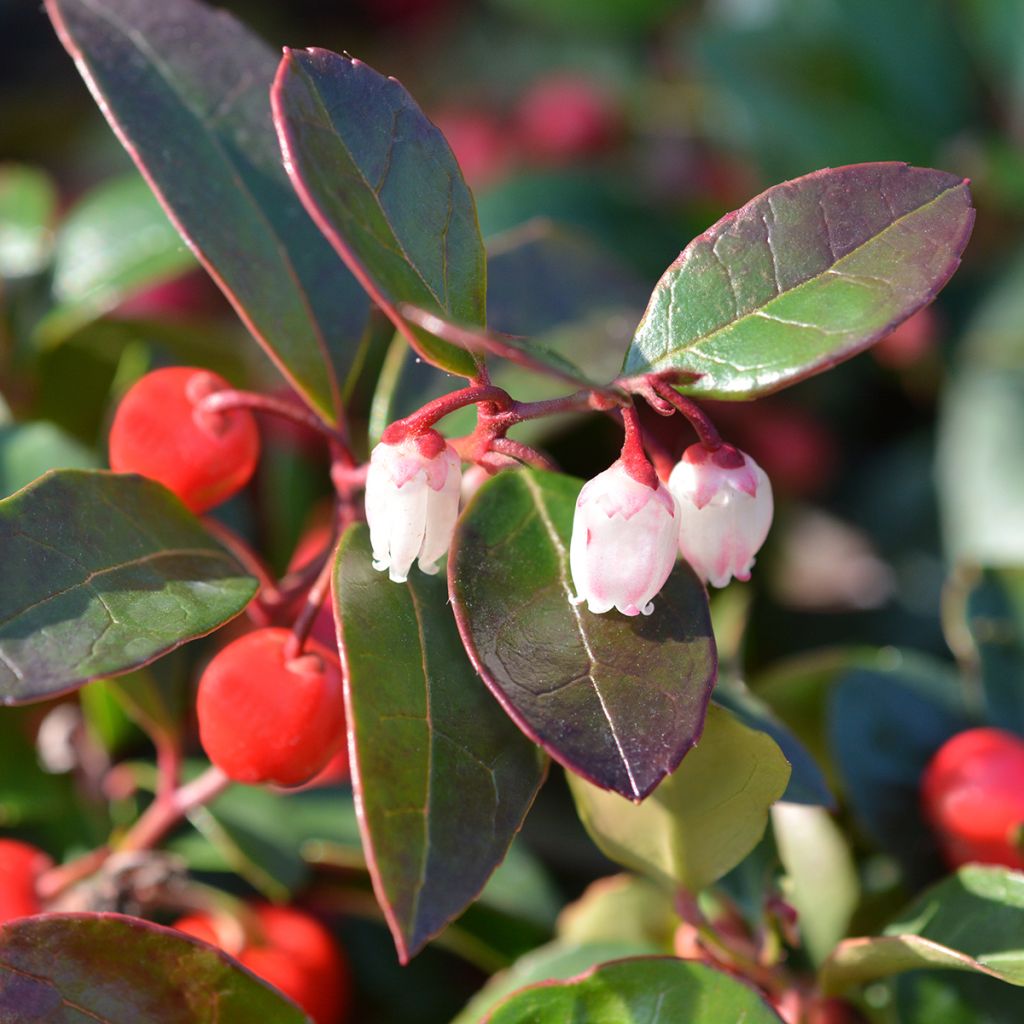 Gaultheria procumbens - Ebúrnea