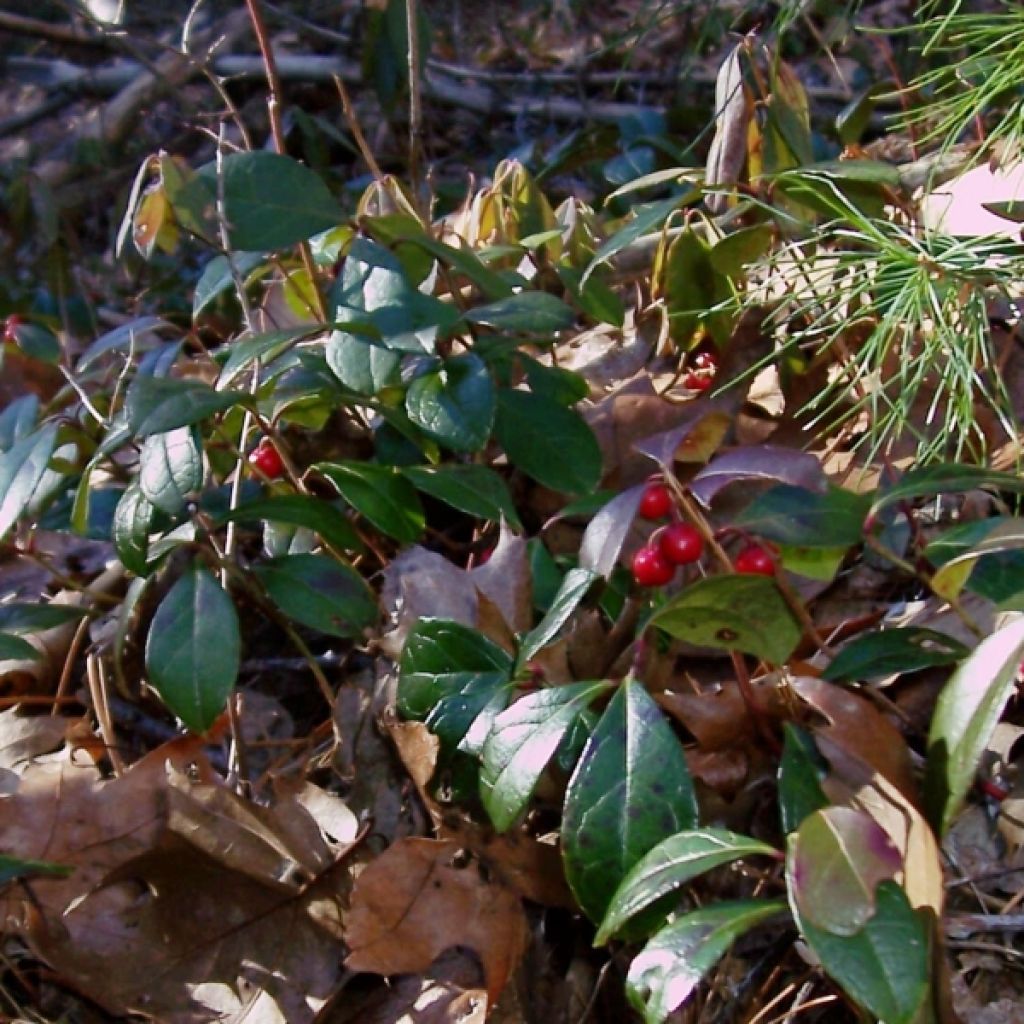 Gaultheria procumbens - Ebúrnea