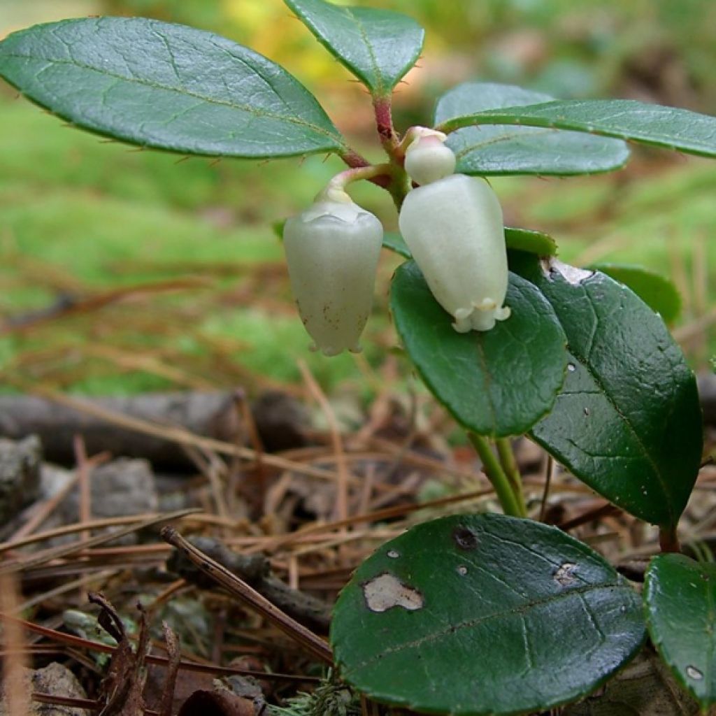 Gaultheria procumbens - Ebúrnea