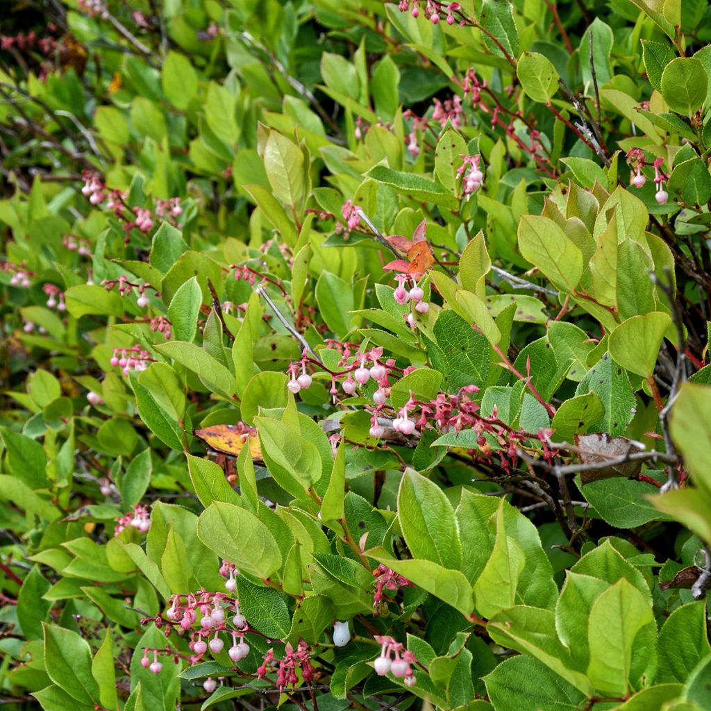Gaultheria shallon - Salal