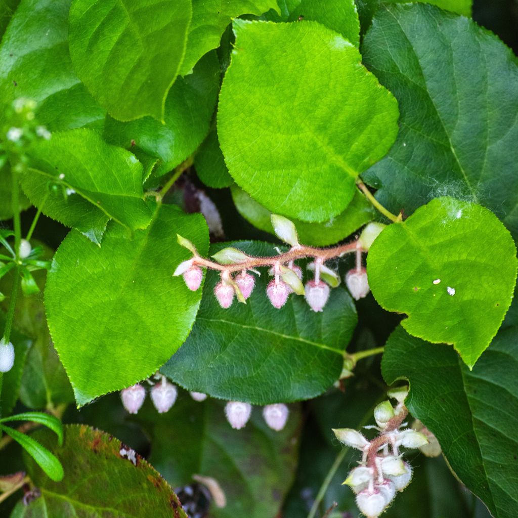 Gaultheria shallon - Salal