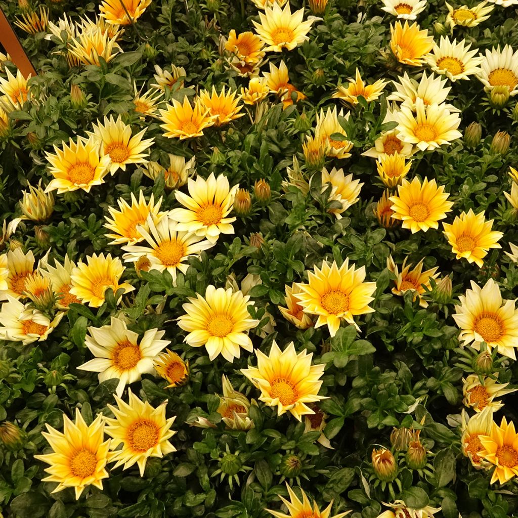 Gazania rigens Zany F1 Sunny Side Up
