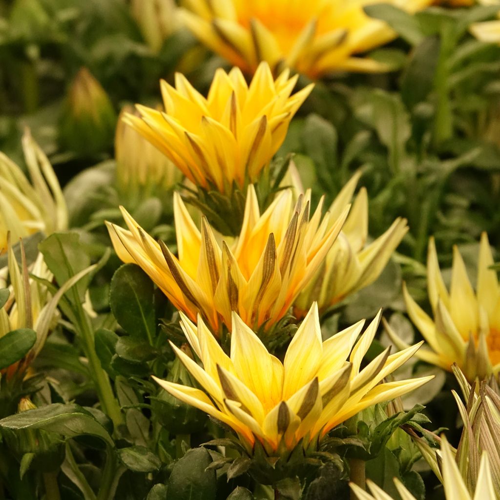 Gazania rigens Zany F1 Sunny Side Up