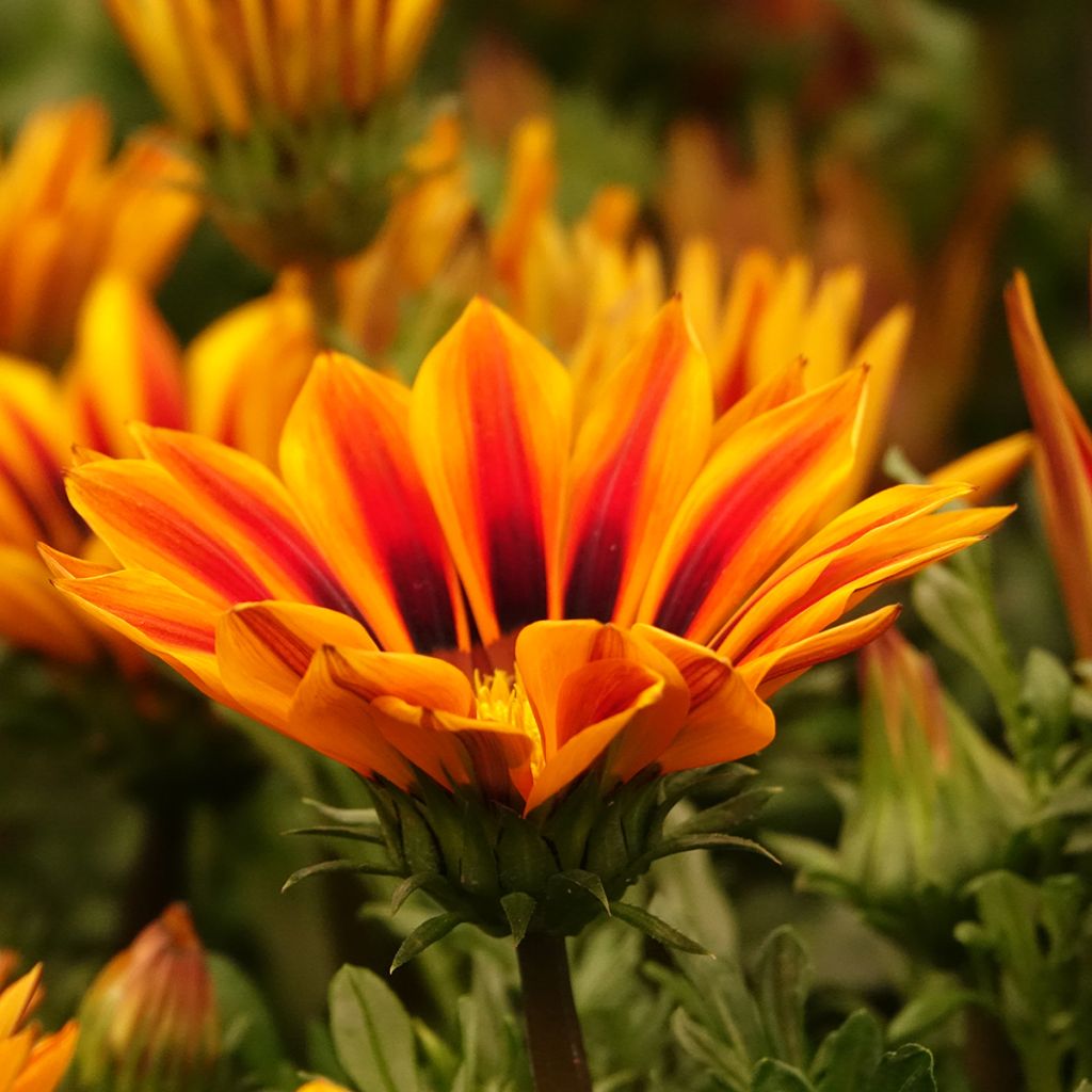 Gazania Zany F1 Orange Flame (semillas) 