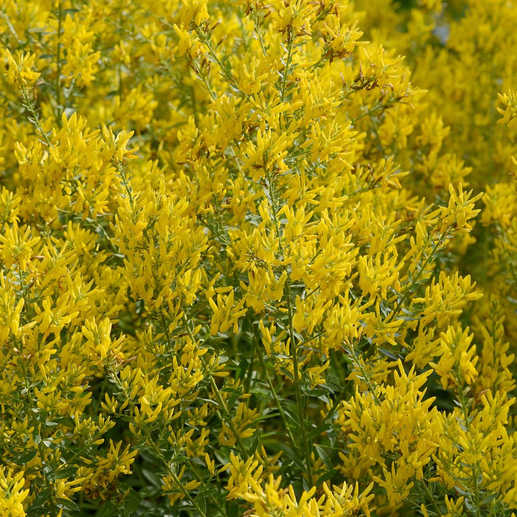 Genista tinctoria - Retama de tintes