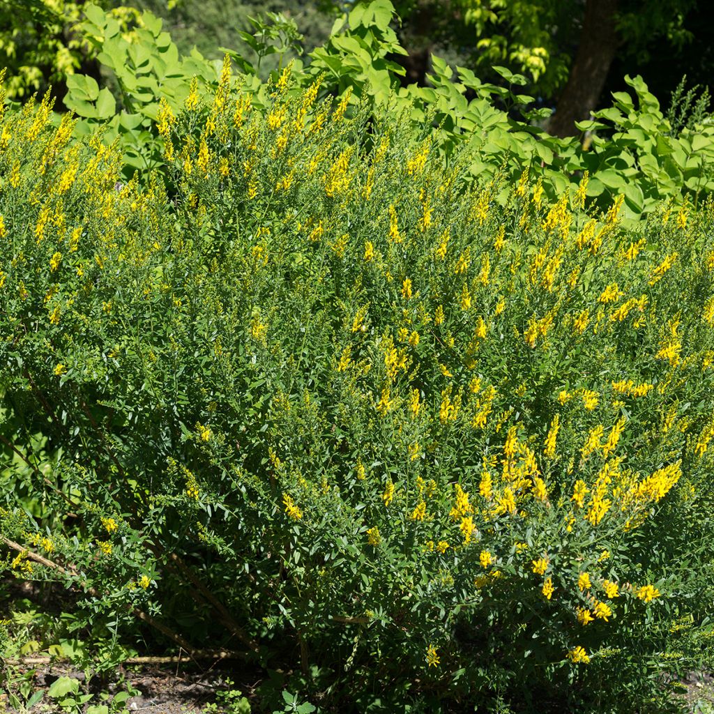 Genista tinctoria - Retama de tintes