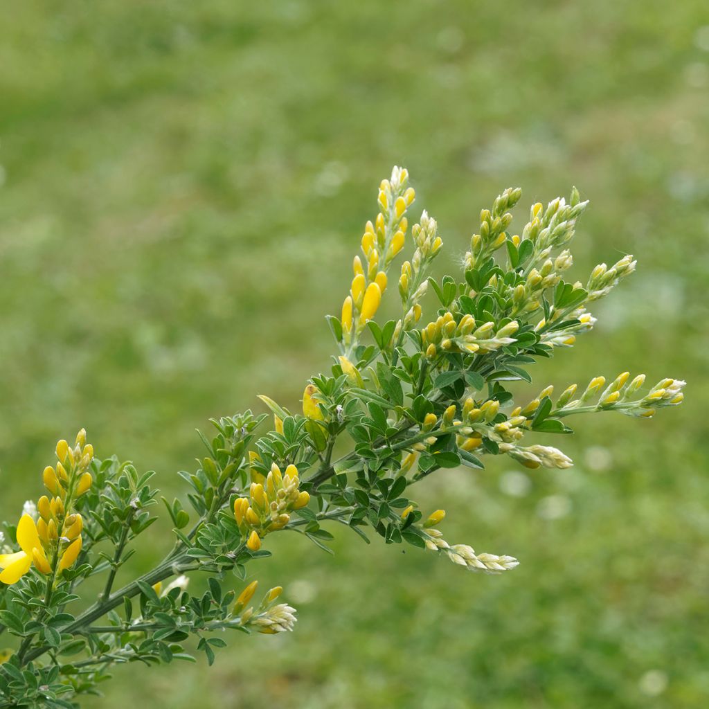Retama negra Golden Sunlight - Cytisus scoparius