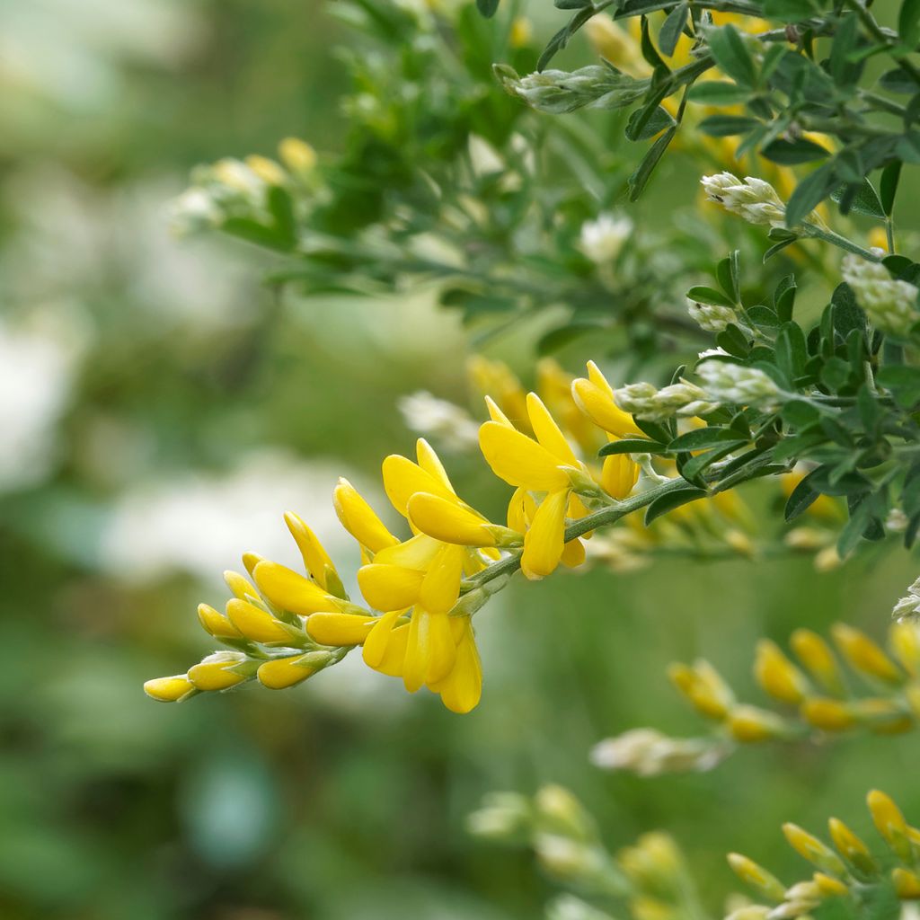 Retama negra Golden Sunlight - Cytisus scoparius