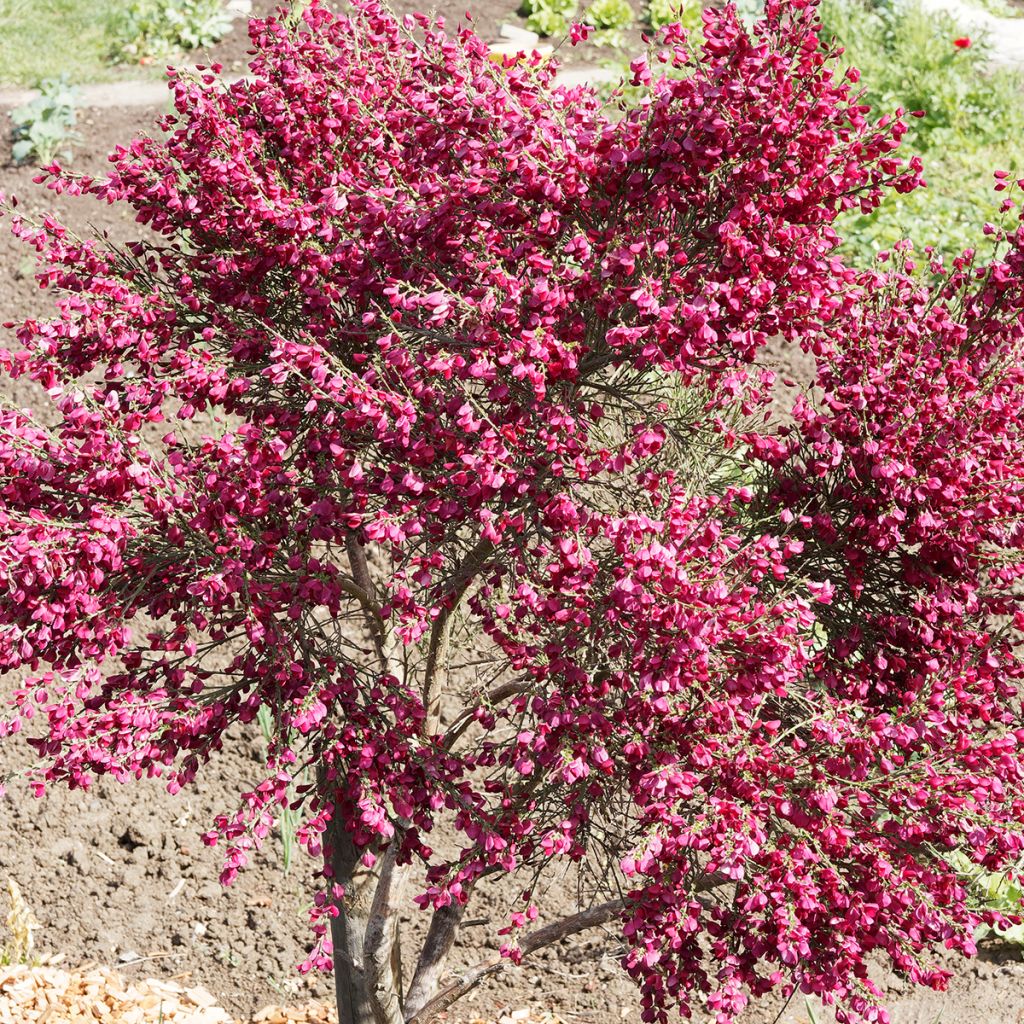 Retama negra Ruby - Cytisus scoparius