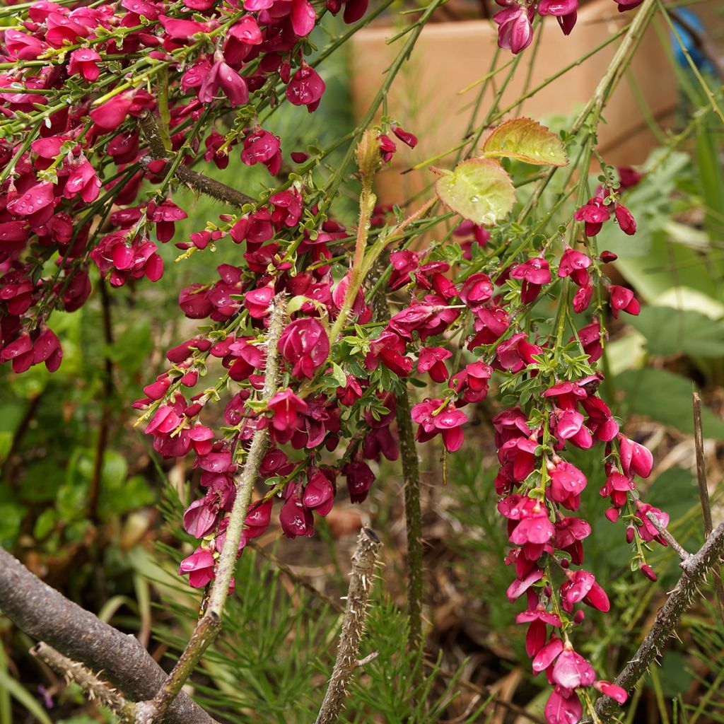 Retama negra Ruby - Cytisus scoparius