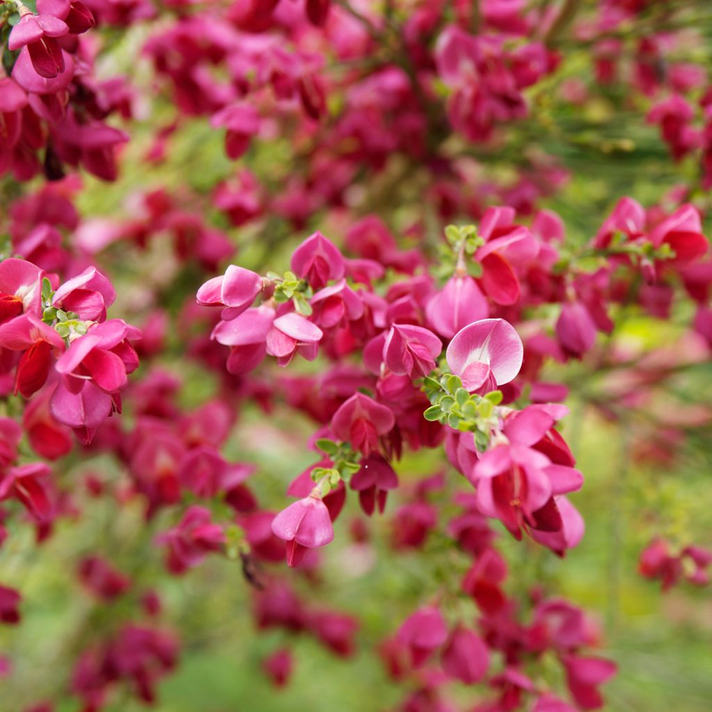 Retama negra Ruby - Cytisus scoparius