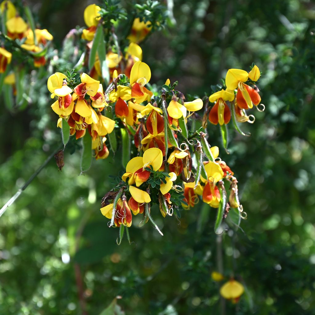 Retama negra Andreanus - Cytisus scoparius